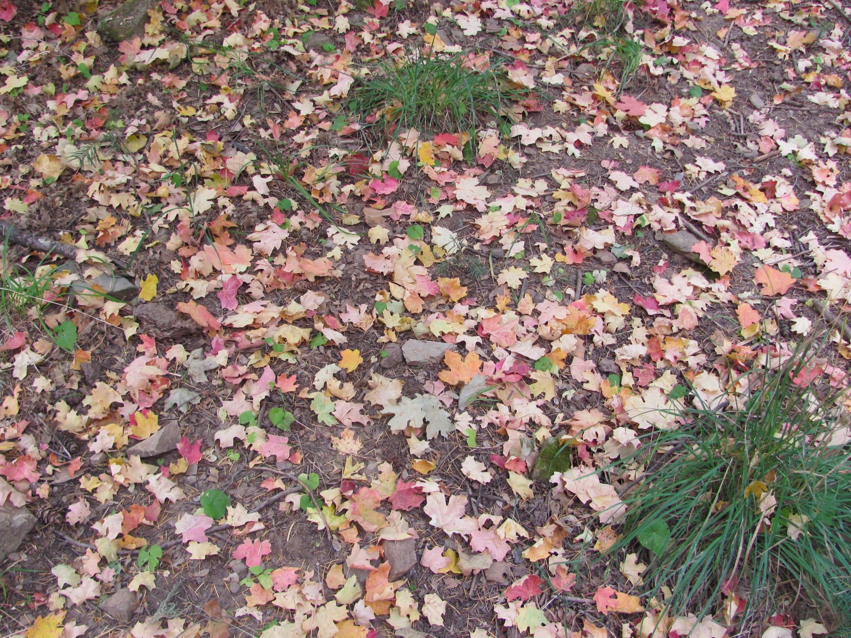 Fall colors